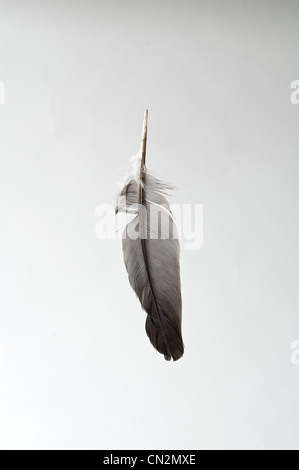 Single feather, studio shot Stock Photo