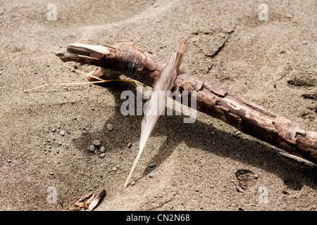 Driftwood and feather on sand Stock Photo