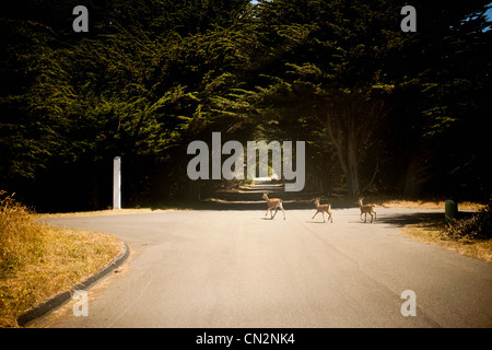 Deer crossing the road Stock Photo