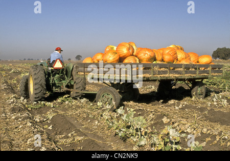 Farmer maneuvering tractor with trailer transporting harvested ' Big Max' pumpkins. Stock Photo