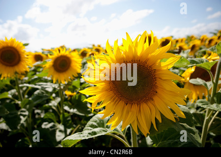 Field of sunflowers Stock Photo