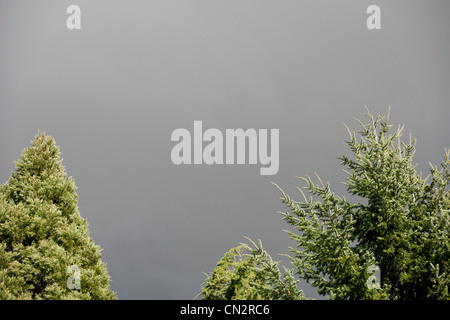 Storm clouds over trees Stock Photo