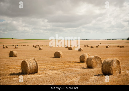 Round hay bales in field Stock Photo