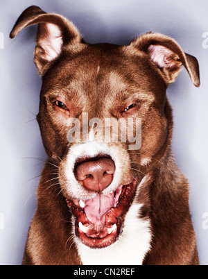 Portrait of a snarling pit bull mix