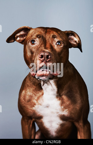 Portrait of a pitbull Stock Photo