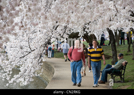 The Washington DC cherry blossom trees in peak bloom. Stock Photo