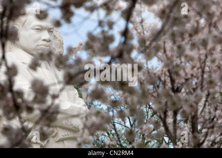 The Washington DC cherry blossom trees in peak bloom. Stock Photo