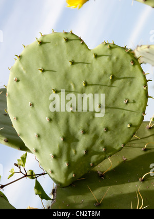 Heart Shaped Cactus, Texas, USA Stock Photo