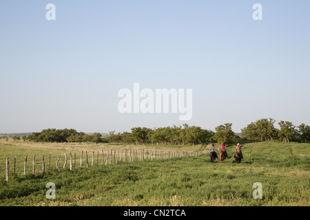 Three Women Riding Horses in Field, Rear View, Texas, USA Stock Photo