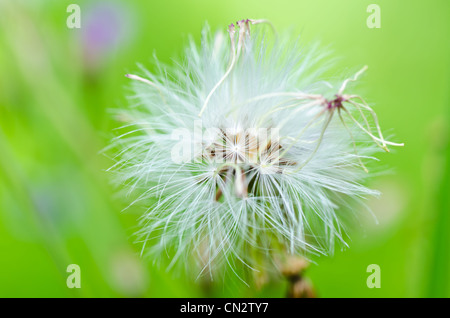 weed in the miracle nature or in the garden Stock Photo