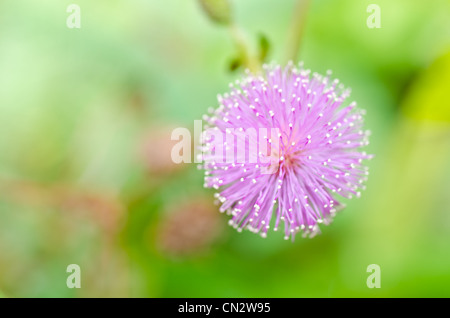 Sensitive plant - Mimosa pudica in green nature or in the garden Stock Photo