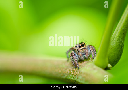 jumping spider in green nature or in the garden Stock Photo