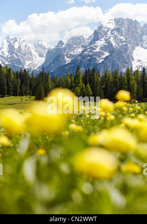 Mountain scenery with yellow flowers, Cortina d'Ampezzo, Italy Stock Photo