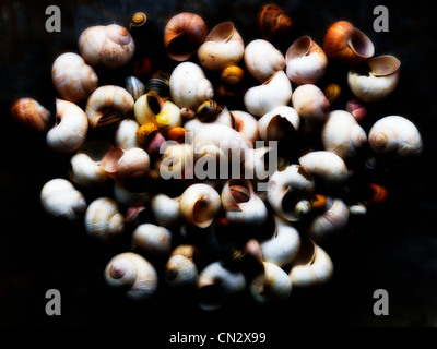 Snail shells Stock Photo
