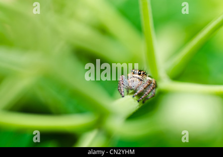 jumping spider in green nature or in the garden Stock Photo