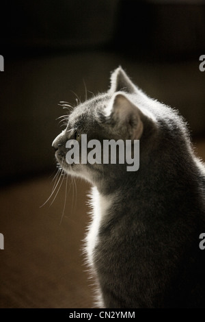 Little gray cat Stock Photo