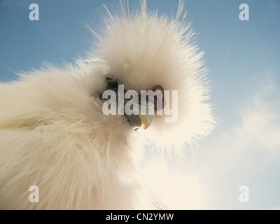 Portrait of a Silkie rooster Stock Photo
