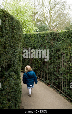 A toddler / child walks / walking in the maze at Hampton Court Palace. Middlesex. UK. Stock Photo