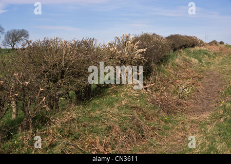 A hedge recently cut with a flail. Pictured in early springtime. Stock Photo