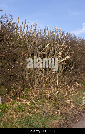 A hedge recently cut with a flail. Pictured in early springtime. Stock Photo