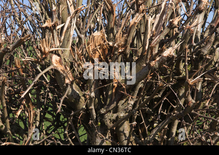 Part of a hedge recently cut with a flail. Pictured in early springtime. Stock Photo