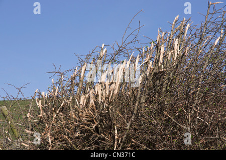 A hedge recently cut with a flail. Pictured in early springtime. Stock Photo