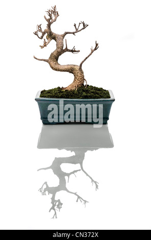 dry bonsai tree  in a pot and a suggestive reflection Stock Photo
