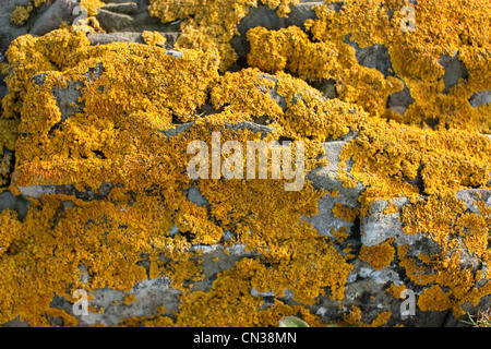 Yellow lichen on stone Stock Photo