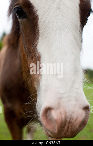 Horse's face close up Stock Photo