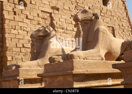 Egypt - Amun-Re Temple, Karnak Temple complex, Avenue of Rams, Upper Egypt Stock Photo