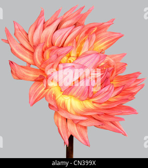 Dahlia Stock Photo