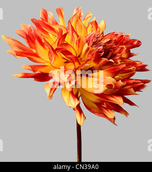 Dahlia Stock Photo