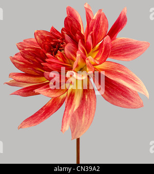 Dahlia Stock Photo