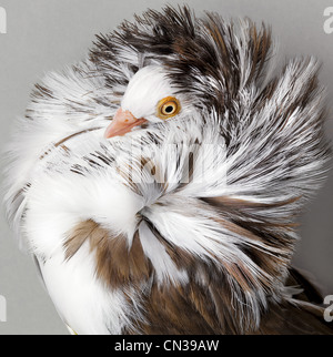 Pigeon with ruffled feathers Stock Photo