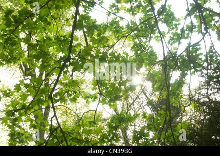 Sunlight coming through leaves of sycamore tree Stock Photo