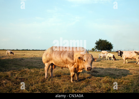 Bull in pasture Stock Photo