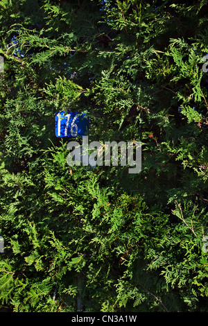 House number in a hedge Stock Photo