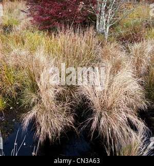 Variety of grasses in swampy field Stock Photo