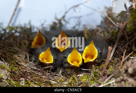 Five robin chicks in nest Stock Photo