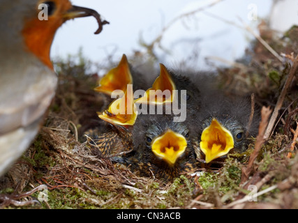 Robin with five chicks in nest Stock Photo