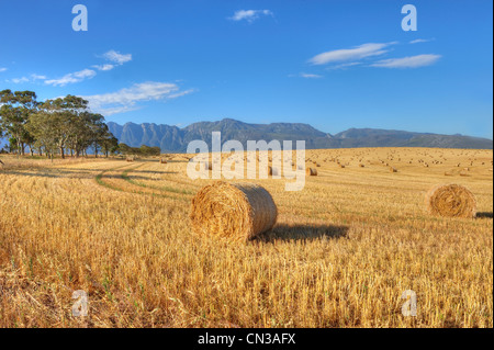 Hay bales in field Stock Photo