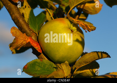 Cultivated Apple (Malus domestica) variety ' Lord Derby'. A culinary variety. Stock Photo
