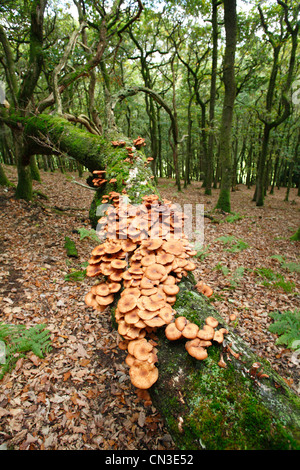 Honey fungus (Armillaria mellea) fruiting bodies on a fallen Oak tree. Powys, Wales. October. Stock Photo