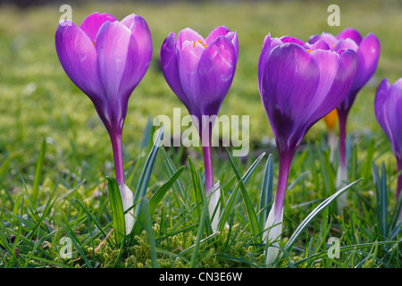 Crocus vernus flowering. Purple-flowered cultivated form. Powys, Wales. February. Stock Photo
