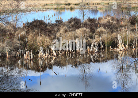 Bulrushes and birches reflecting in a pond. Cors Caron, Ceredigion, Wales. March. Stock Photo