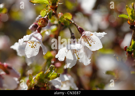 Flowers of a dwarf Japanese Flowering cherry (Prunus sp.) in a garden. Powys, Wales. April. Stock Photo