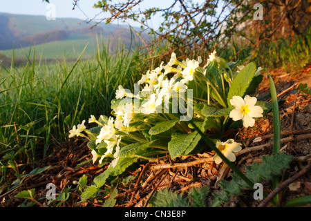 Primrose (Primula vulgaris) flowering at the base of a hedge. Powys, Wales. Stock Photo