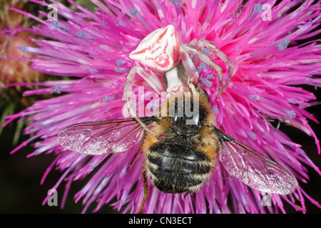 Pink Crab Spider (Thomisus onustus) feeding on a Bee-fly (Fallenia fasciata) in a pink flower. Stock Photo