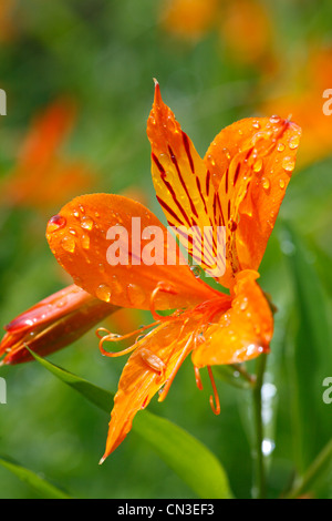 Peruvian Lily (Alstroemeria aurea) close-up of flower, in a garden after rain. Powys, Wales. July. Stock Photo