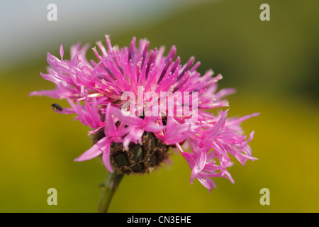 Flowerhead of Greater Knapweed (Centaurea scabiosa). Shropshire, England. August. Stock Photo